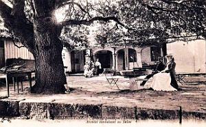 1901- Hammam-Meskoutine - Arbre gignatesque - Arcades du Salon 